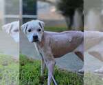 Small #2 Mutt