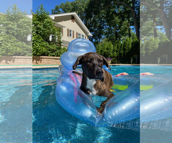 Medium Photo #2  Puppy For Sale in , 