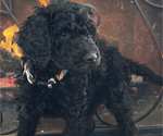 Small #1 Poodle (Standard)