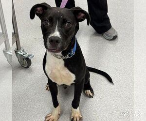 Labrador Retriever-Unknown Mix Dogs for adoption in Washington, DC, USA