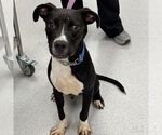 Small #1 Labrador Retriever Mix