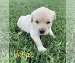 Small Photo #9 Golden Retriever Puppy For Sale in DEARBORN, MO, USA