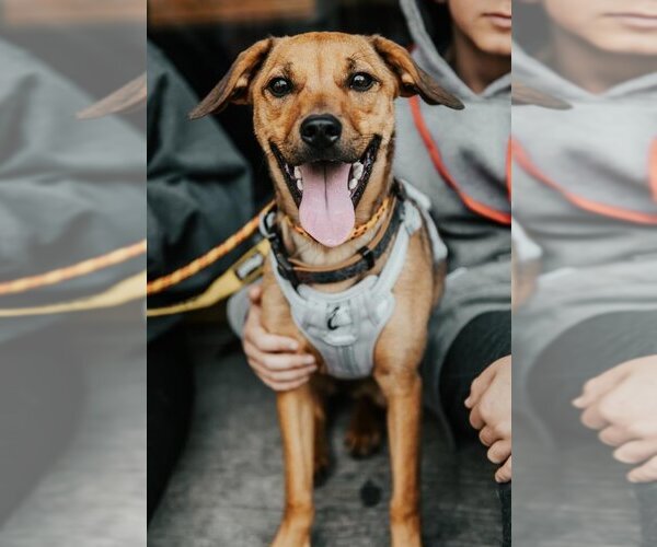 Medium Photo #7 Mutt Puppy For Sale in New York, NY, USA