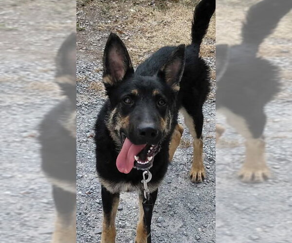 Medium Photo #5 German Shepherd Dog Puppy For Sale in Rustburg, VA, USA