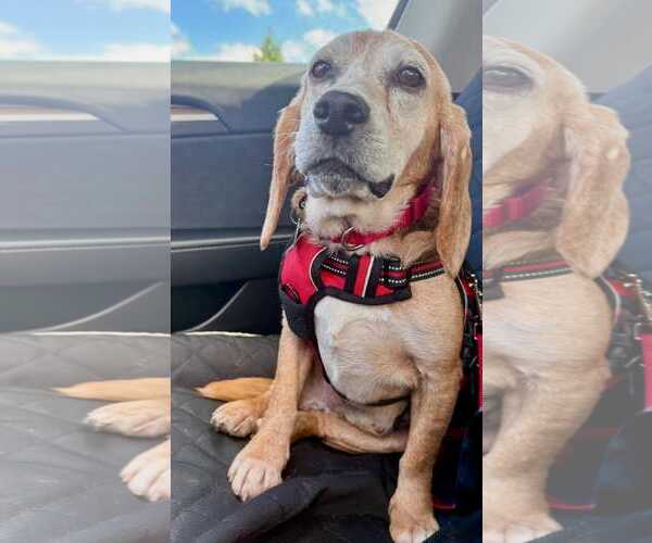 Medium Photo #3 Beagle Puppy For Sale in Dunnellon, FL, USA