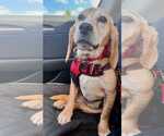 Small #2 Beagle