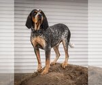 Small #6 Coonhound Mix