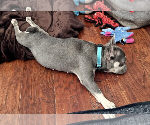 Medium Photo #6 French Bulldog Puppy For Sale in Carlsbad, CA, USA