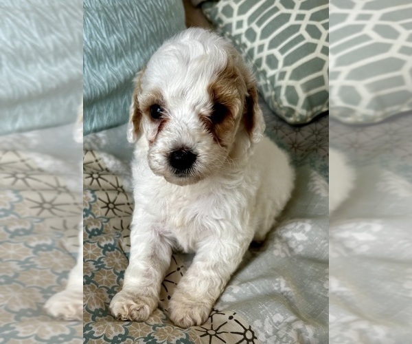 Medium Photo #3 Goldendoodle (Miniature) Puppy For Sale in PENSACOLA, FL, USA
