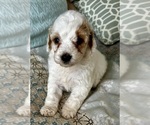 Small Photo #3 Goldendoodle (Miniature) Puppy For Sale in PENSACOLA, FL, USA
