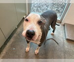 BLUE - Male Great Dane-Unknown Mix Dog for Adoption - Small photo