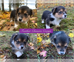 Pembroke Welsh Corgi Puppy for sale in MANISTEE, MI, USA