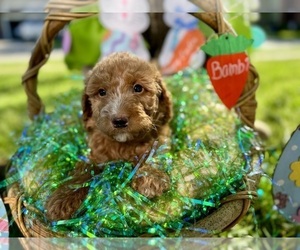 Double Doodle Puppy for sale in FRIENDSWOOD, TX, USA