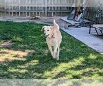 Small #3 Labrador Retriever Mix