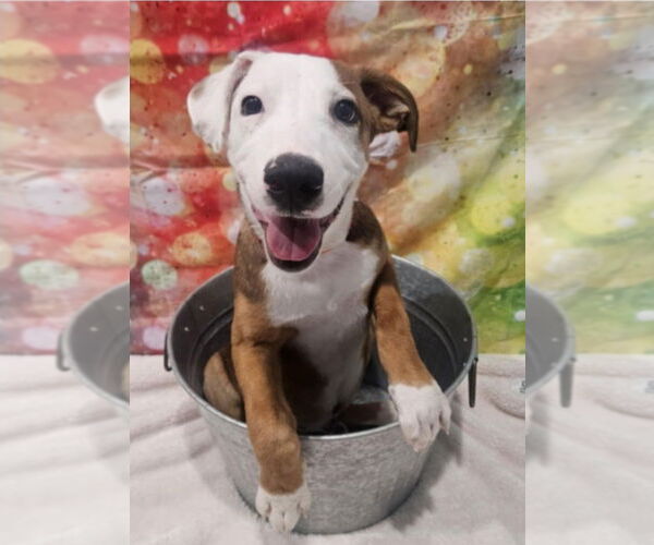 Medium Photo #8 American Pit Bull Terrier-Labrador Retriever Mix Puppy For Sale in Lakewood, CO, USA