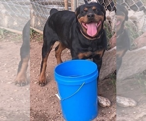 Mother of the Rottweiler puppies born on 07/18/2021
