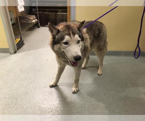 Medium Photo #1 Siberian Husky Puppy For Sale in Orange, CA, USA