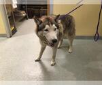 Small Siberian Husky