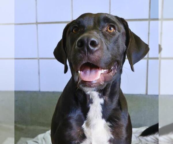 Medium Photo #1 Labrador Retriever-Unknown Mix Puppy For Sale in San Antonio, TX, USA
