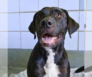 Labrador Retriever-Unknown Mix Dogs for adoption in San Antonio, TX, USA