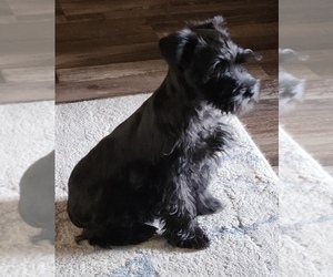 Schnauzer (Miniature) Puppy for sale in COLLEGE STATION, TX, USA