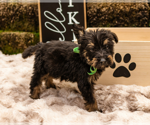 German Shepherd Dog-Goldendoodle Mix Puppy for Sale in ELK CITY, Oklahoma USA