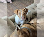 Small #8 American Pit Bull Terrier Mix