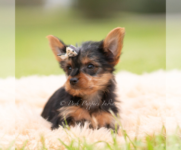 Medium Photo #95 Yorkshire Terrier Puppy For Sale in WARSAW, IN, USA