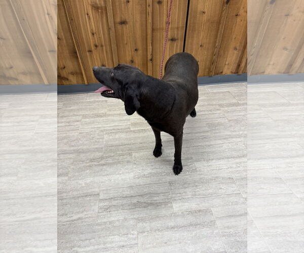 Medium Photo #2 Labrador Retriever-Unknown Mix Puppy For Sale in Farmerville, LA, USA