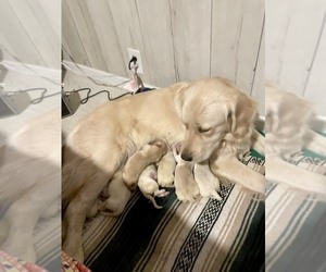 English Cream Golden Retriever Puppy for sale in YUMA, AZ, USA