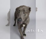 Small #13 Weimaraner Mix