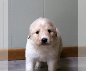 Golden Pyrenees Puppy for sale in CLAYTON, WA, USA