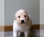 Small Photo #1 Golden Pyrenees Puppy For Sale in CLAYTON, WA, USA