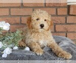 Small Photo #4 Maltipoo Puppy For Sale in MILLERSBURG, OH, USA