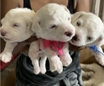 Small Photo #2 Bichon Frise Puppy For Sale in FAYETTEVILLE, GA, USA
