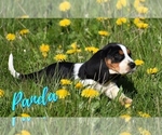 Puppy Puppy 7 Basset Hound