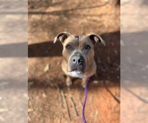 American Pit Bull Terrier-Unknown Mix Dogs for adoption in Charlotte, NC, USA