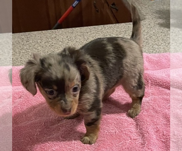 Medium Photo #2 Chiweenie Puppy For Sale in ECHO, AL, USA