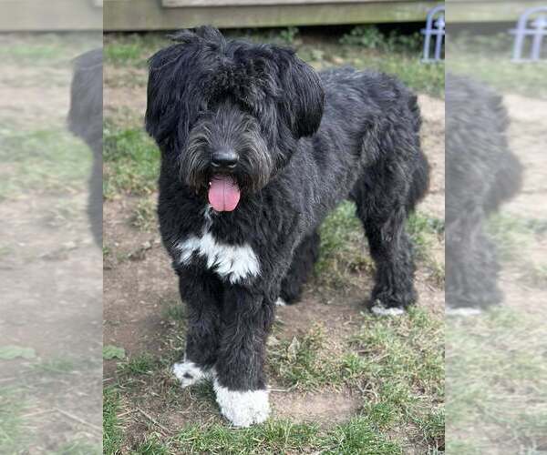 Medium Photo #4 Mutt Puppy For Sale in New York, NY, USA