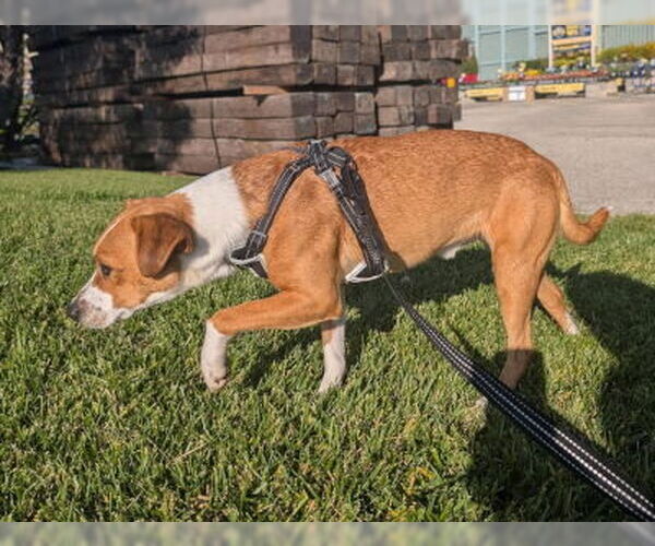 Medium Photo #4 Parson Russell Terrier-Unknown Mix Puppy For Sale in Ventura, CA, USA
