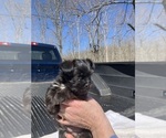 Small Photo #4 Shorkie Tzu Puppy For Sale in DUFF, TN, USA