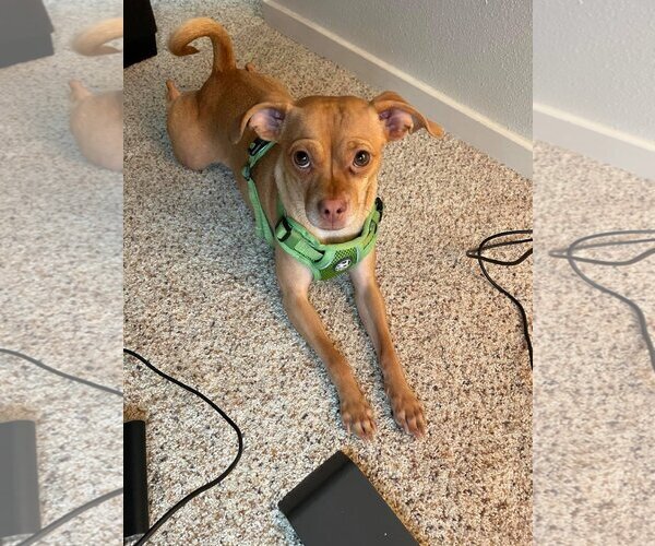 Medium Photo #1 Chipin Puppy For Sale in Arlington, WA, USA