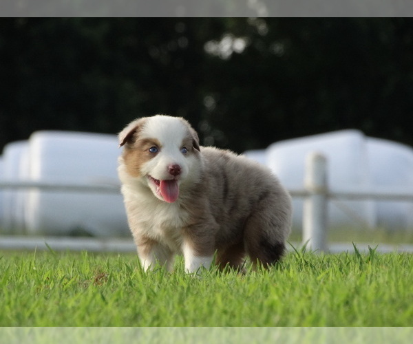 Medium Photo #24 Australian Shepherd Puppy For Sale in OZARK, AR, USA