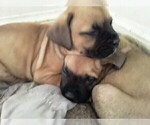 Small Photo #5 America Bandogge Mastiff-American Bandogge Mix Puppy For Sale in MONTROSS, VA, USA