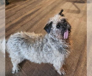 Shih Tzu-Unknown Mix Dogs for adoption in Mooresville, NC, USA