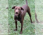 Small #4 Labrador Retriever Mix