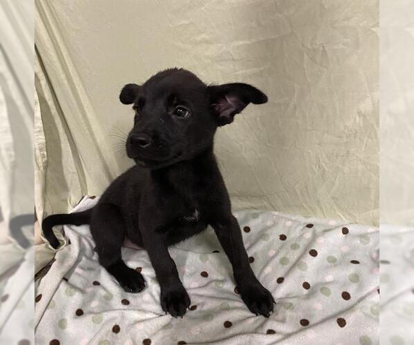Medium Photo #1 German Shepherd Dog-Unknown Mix Puppy For Sale in Modesto, CA, USA