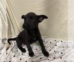 Small German Shepherd Dog Mix
