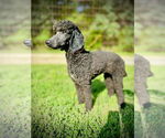 Small #4 Poodle (Standard)