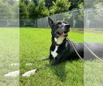Small Photo #4 Mutt Puppy For Sale in Shelburne, VT, USA